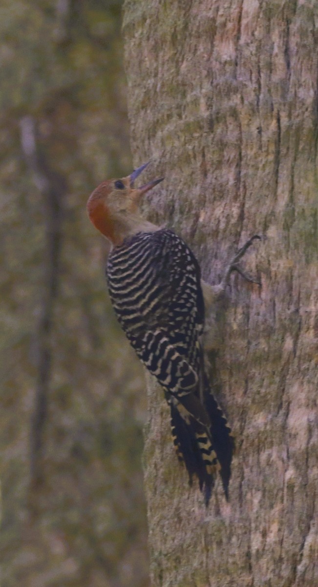 Red-bellied Woodpecker - ML622633064