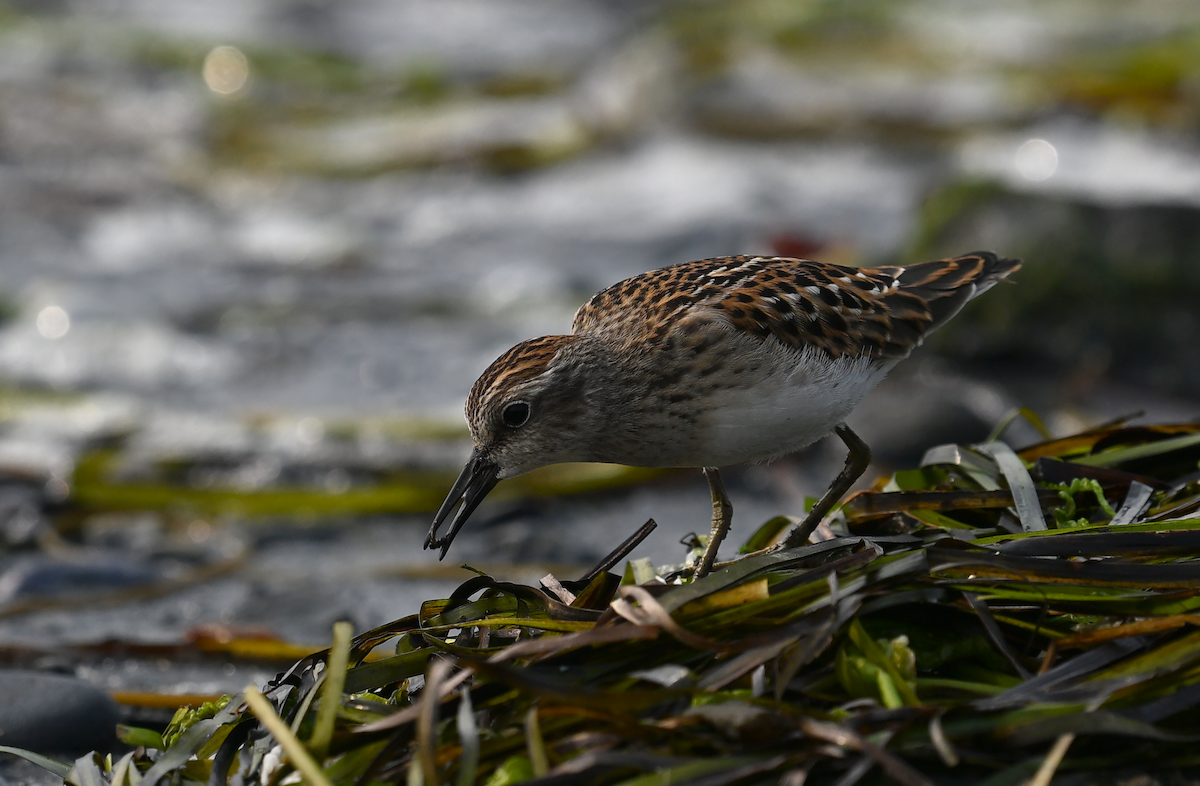 Least Sandpiper - ML622633100