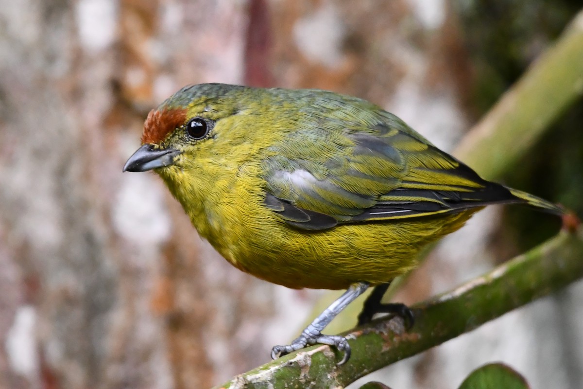 Spot-crowned Euphonia - ML622633116