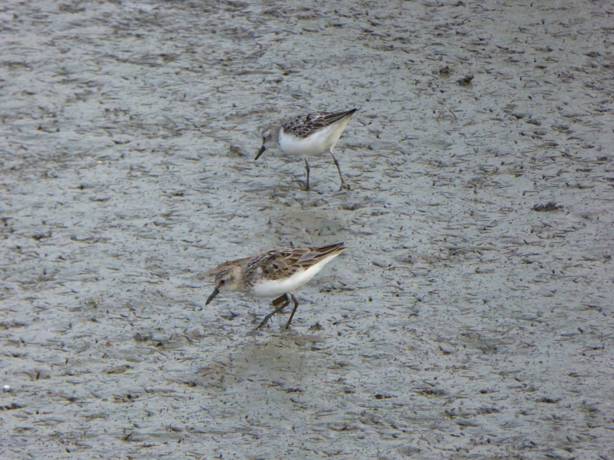 Semipalmated Sandpiper - ML622633141