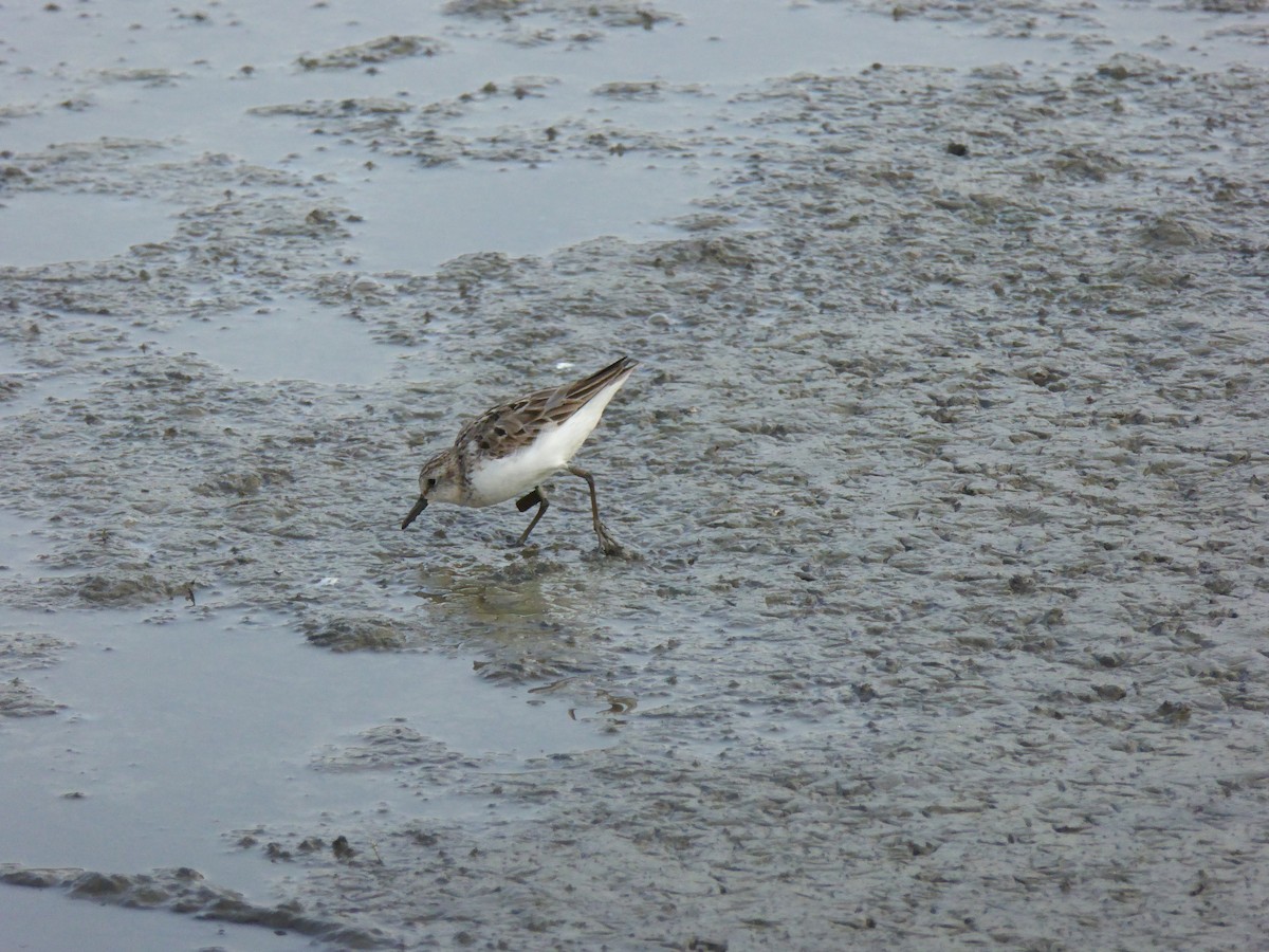 Semipalmated Sandpiper - ML622633142