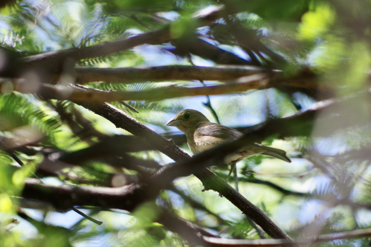 Indigo Bunting - ML622633180