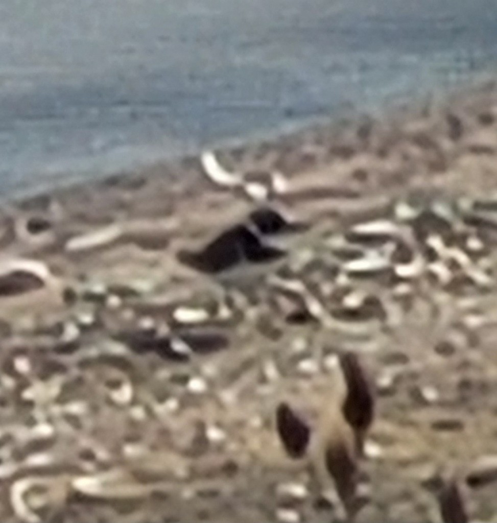 Semipalmated Plover - ML622633236