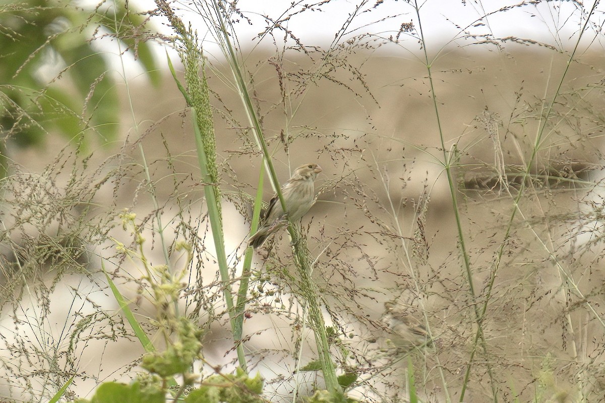 Chestnut-throated Seedeater - ML622633239