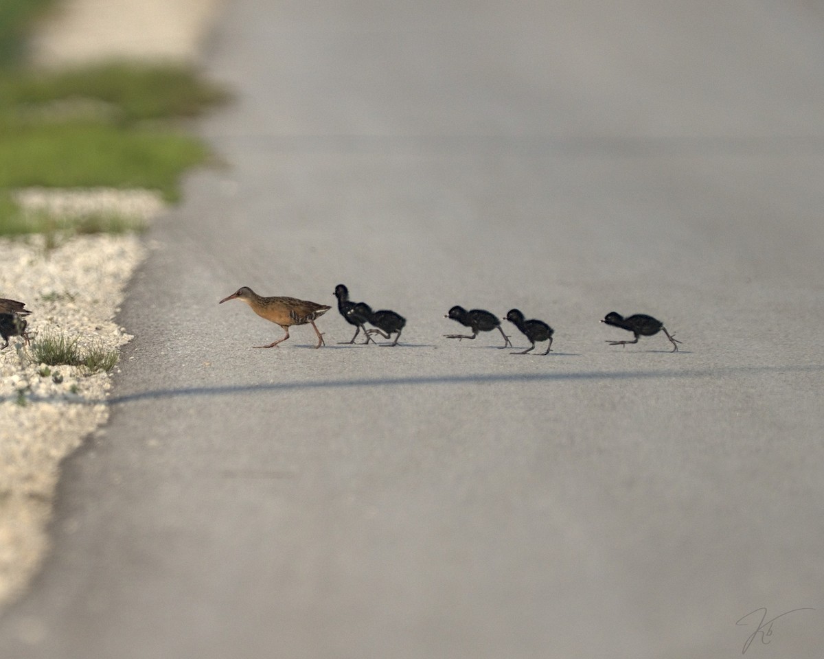Virginia Rail - ML622633256