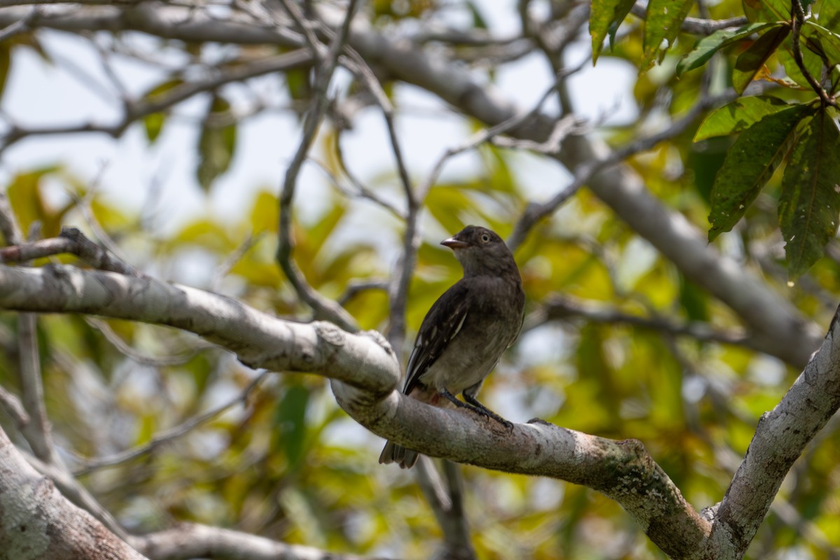 Cotinga pompadour - ML622633310