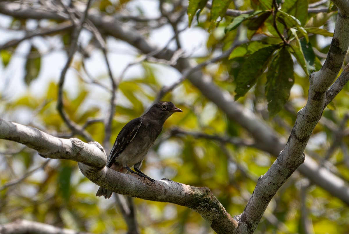 Pompadour Cotinga - ML622633314