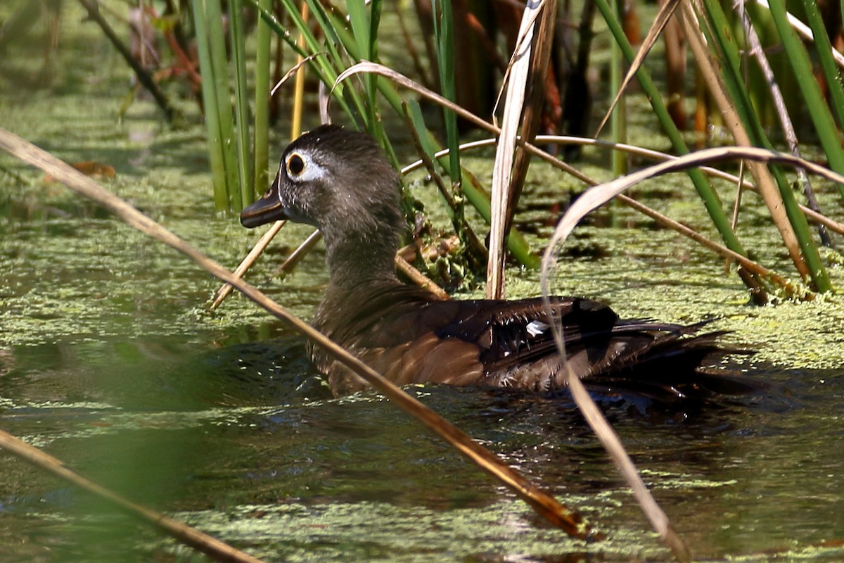 Wood Duck - John Manger