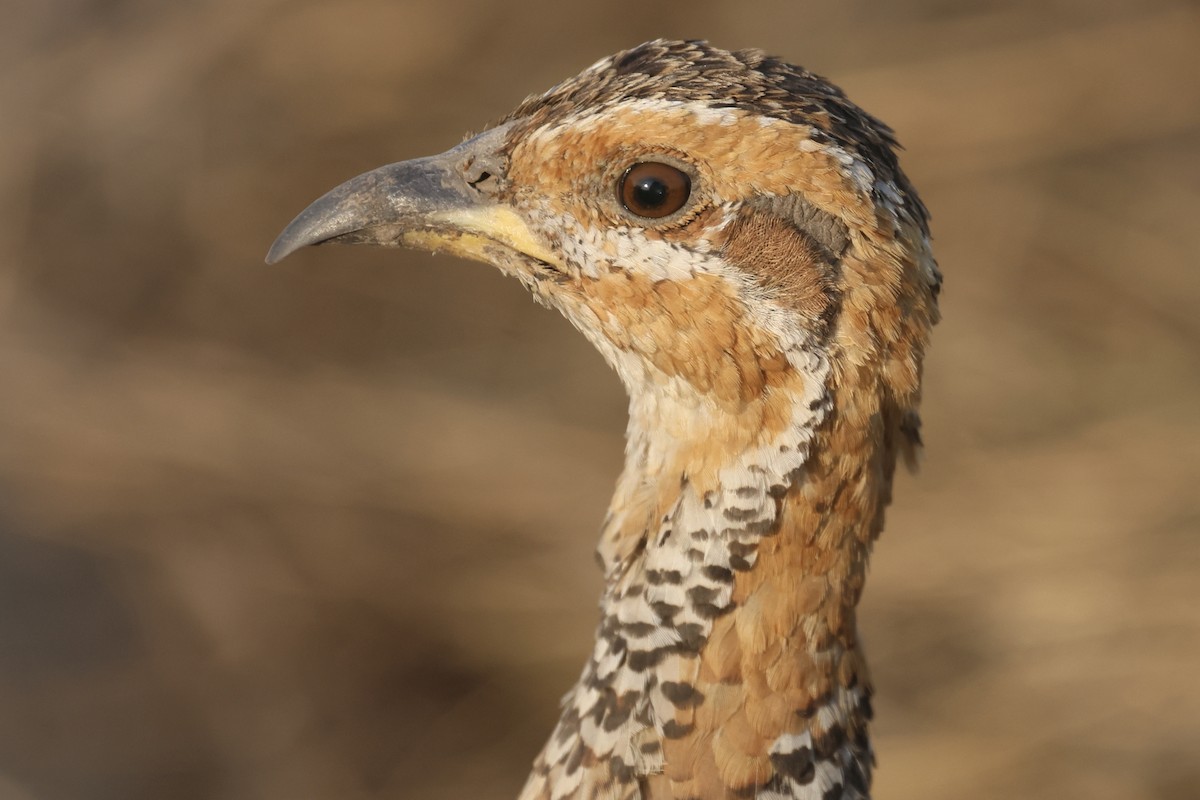 Red-winged Francolin - ML622633405