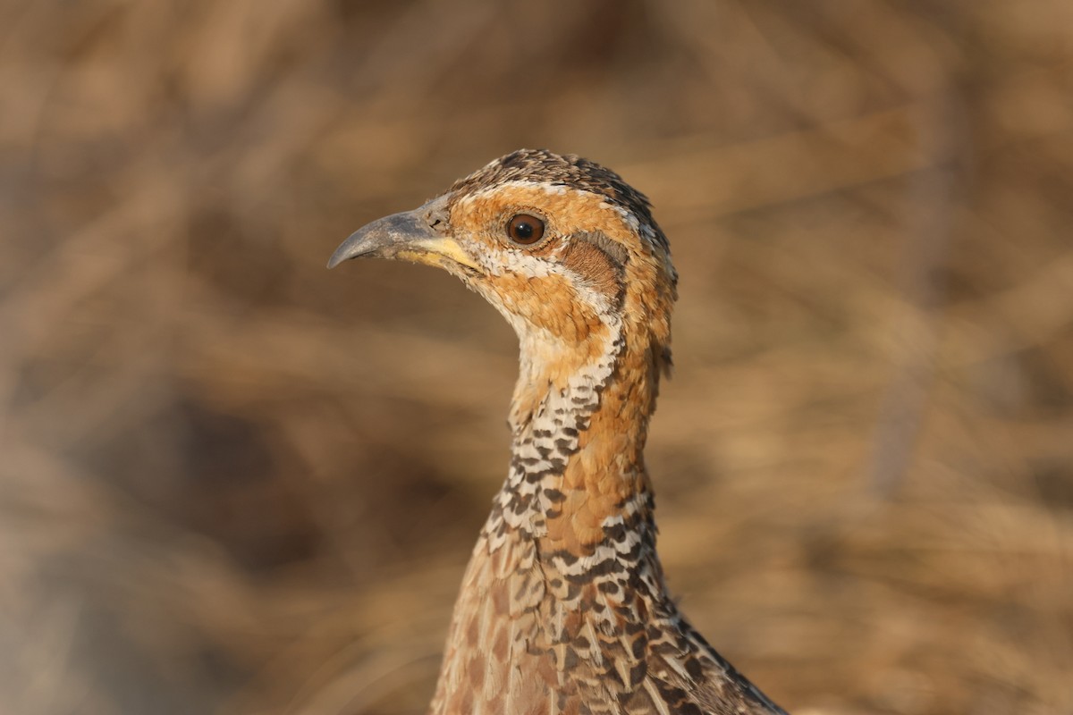 Red-winged Francolin - ML622633408