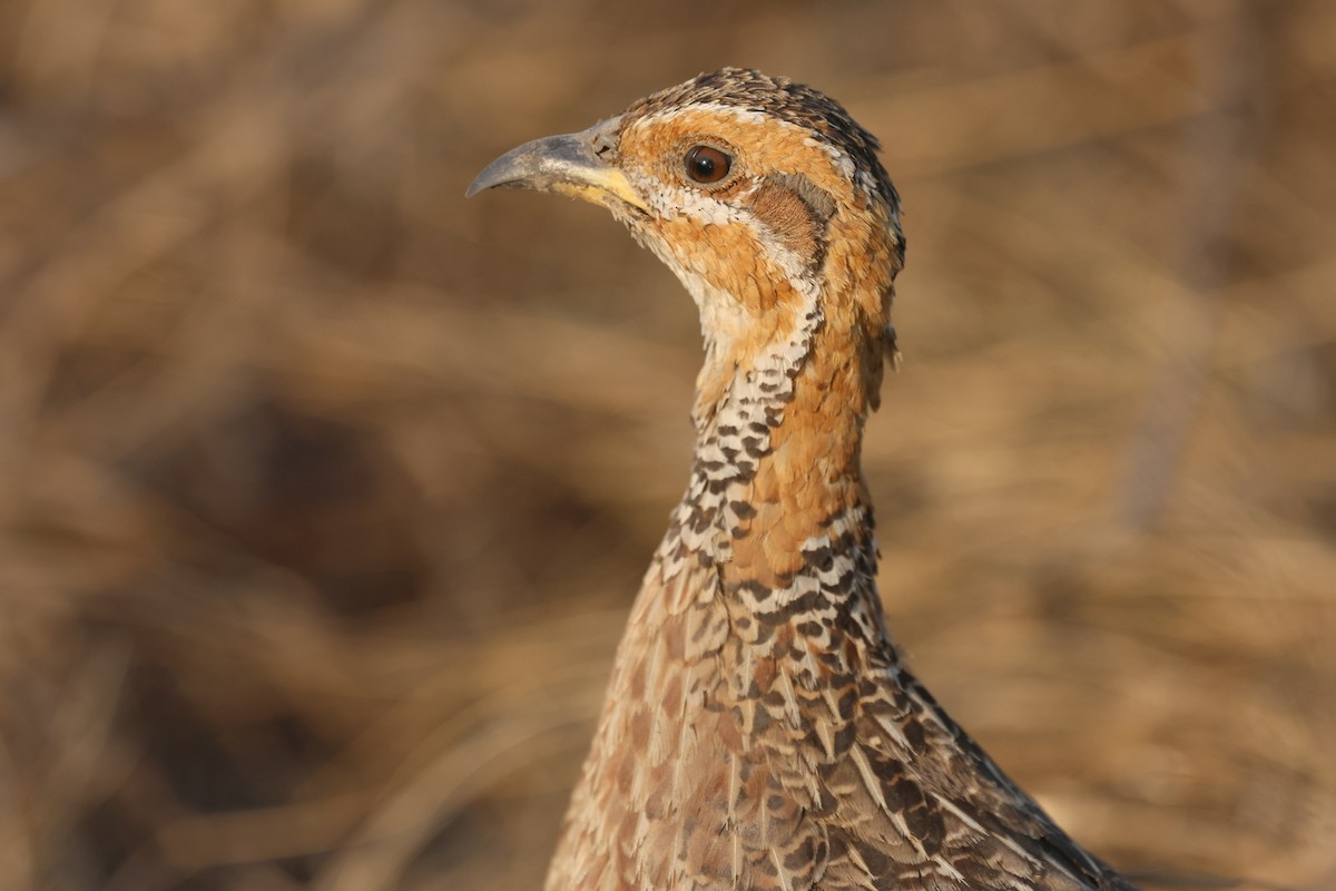 Red-winged Francolin - ML622633415