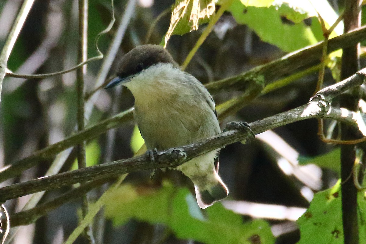 Brown-headed Nuthatch - ML622633416