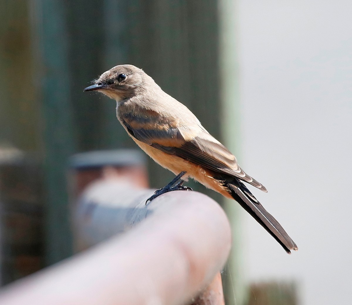 Say's Phoebe - ML622633439