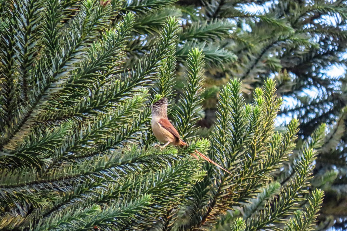 Araucaria Tit-Spinetail - ML622633545