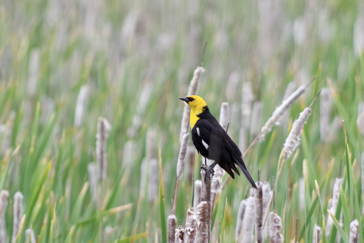 Yellow-headed Blackbird - ML622633547