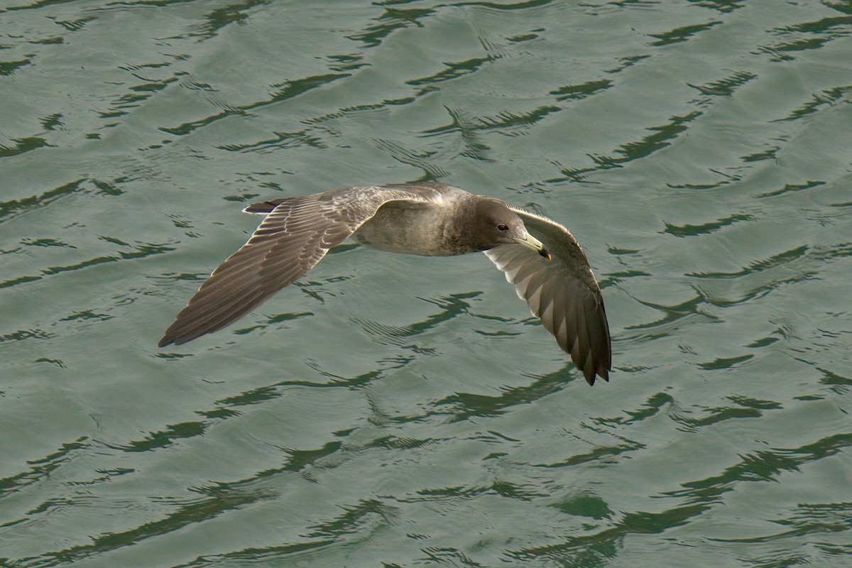 Belcher's Gull - ML622633550