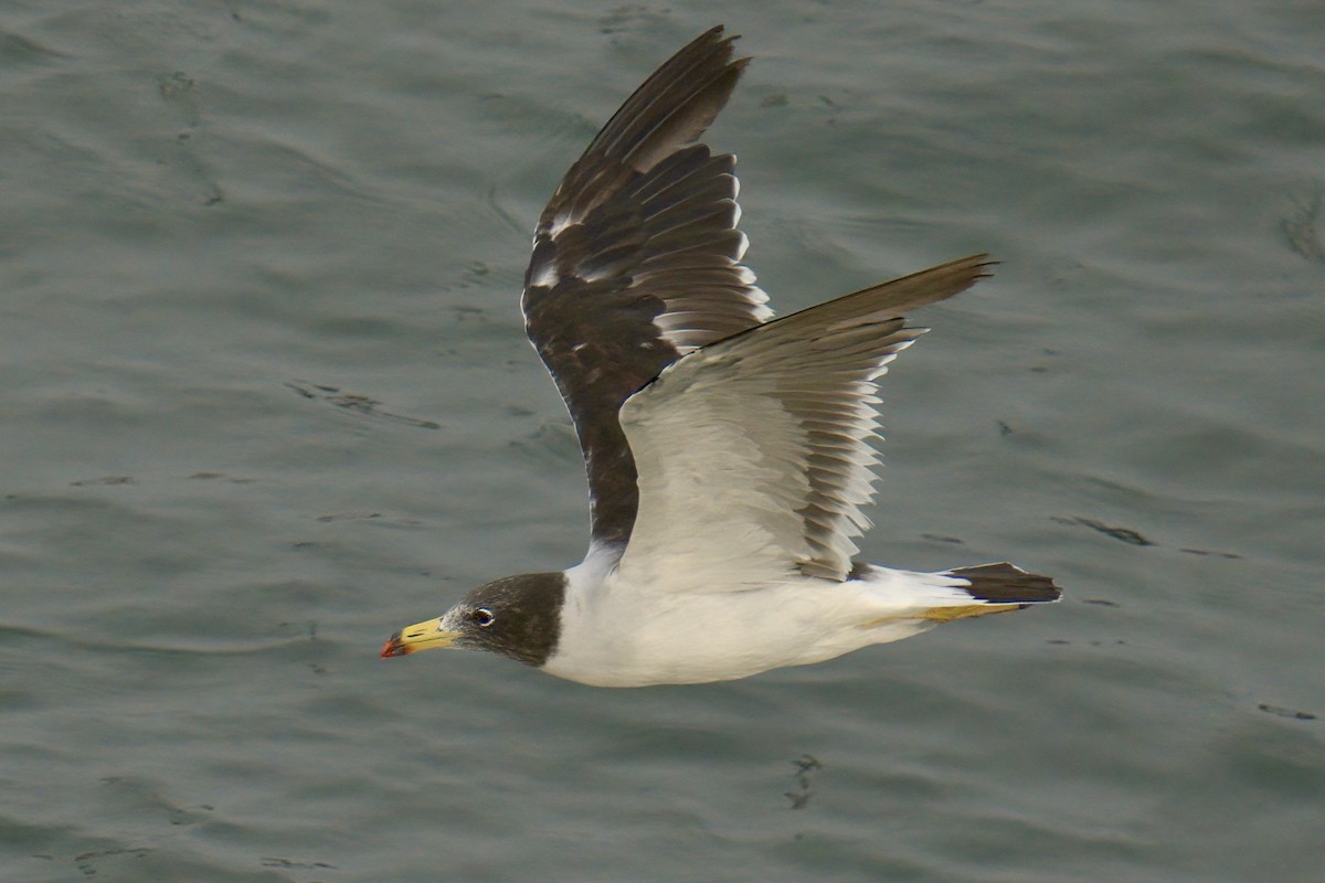 Belcher's Gull - ML622633551