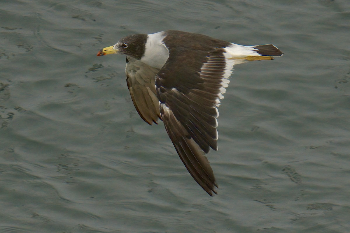 Belcher's Gull - ML622633552