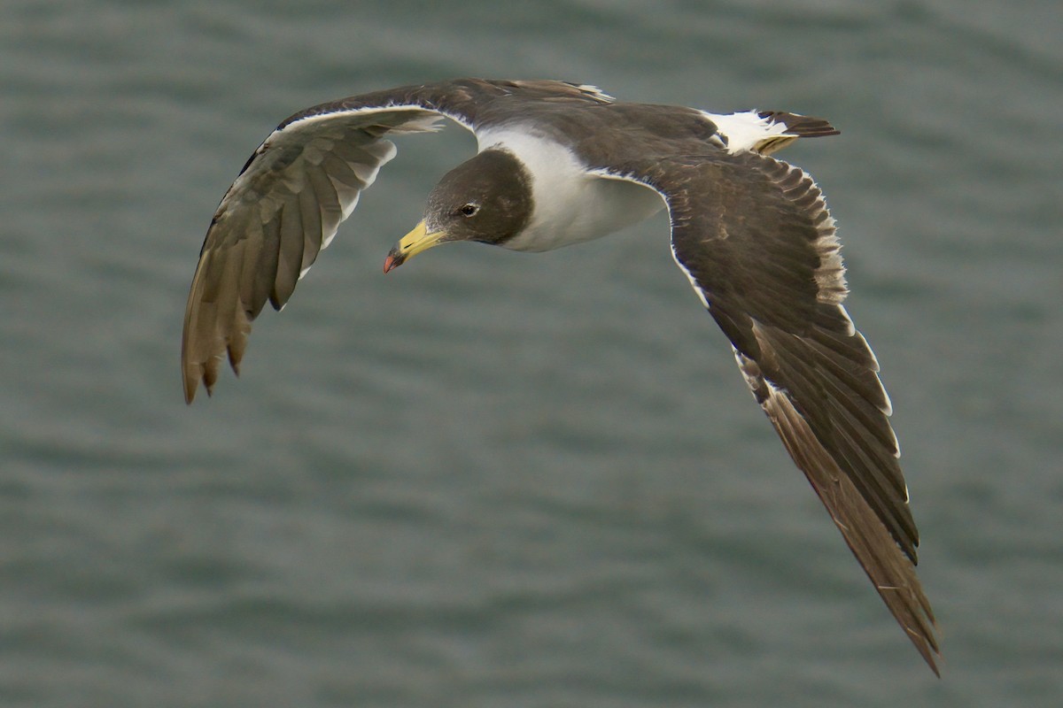 Belcher's Gull - ML622633553
