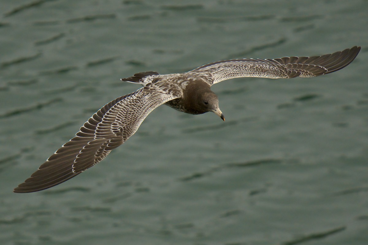 Belcher's Gull - ML622633554