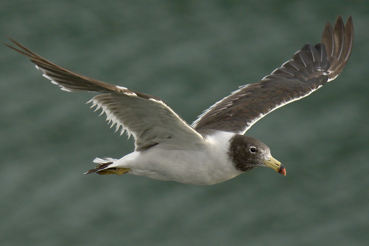 Belcher's Gull - ML622633555