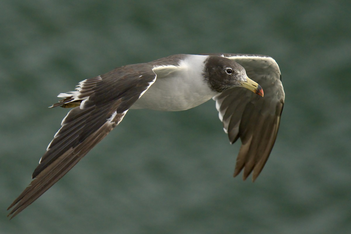 Belcher's Gull - ML622633556