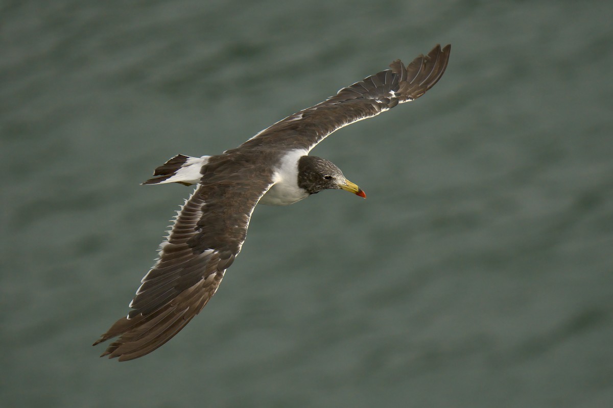 Belcher's Gull - ML622633558