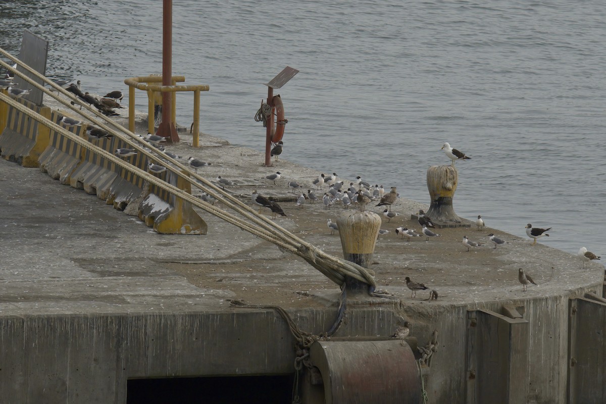 Belcher's Gull - ML622633559