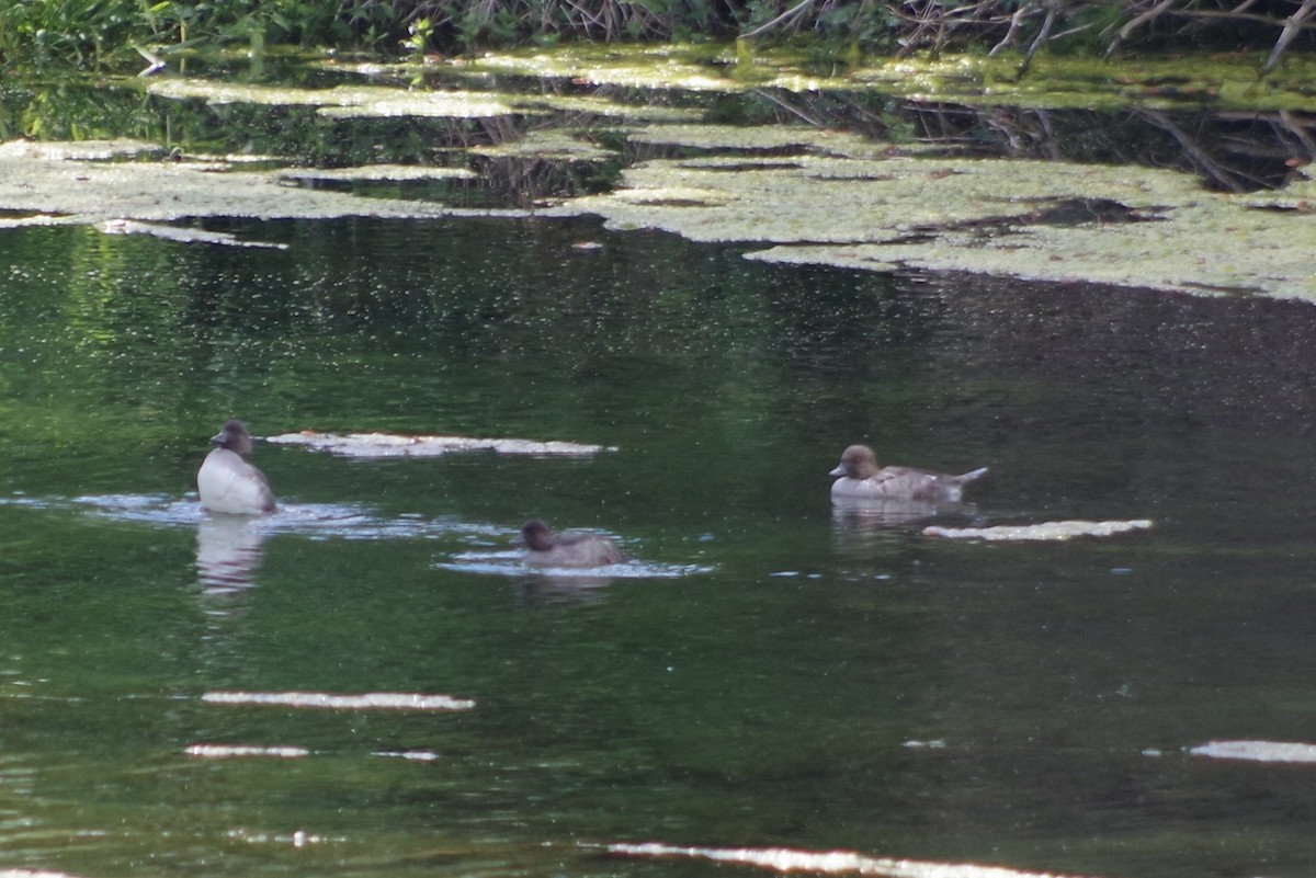 Barrow's Goldeneye - ML622633565