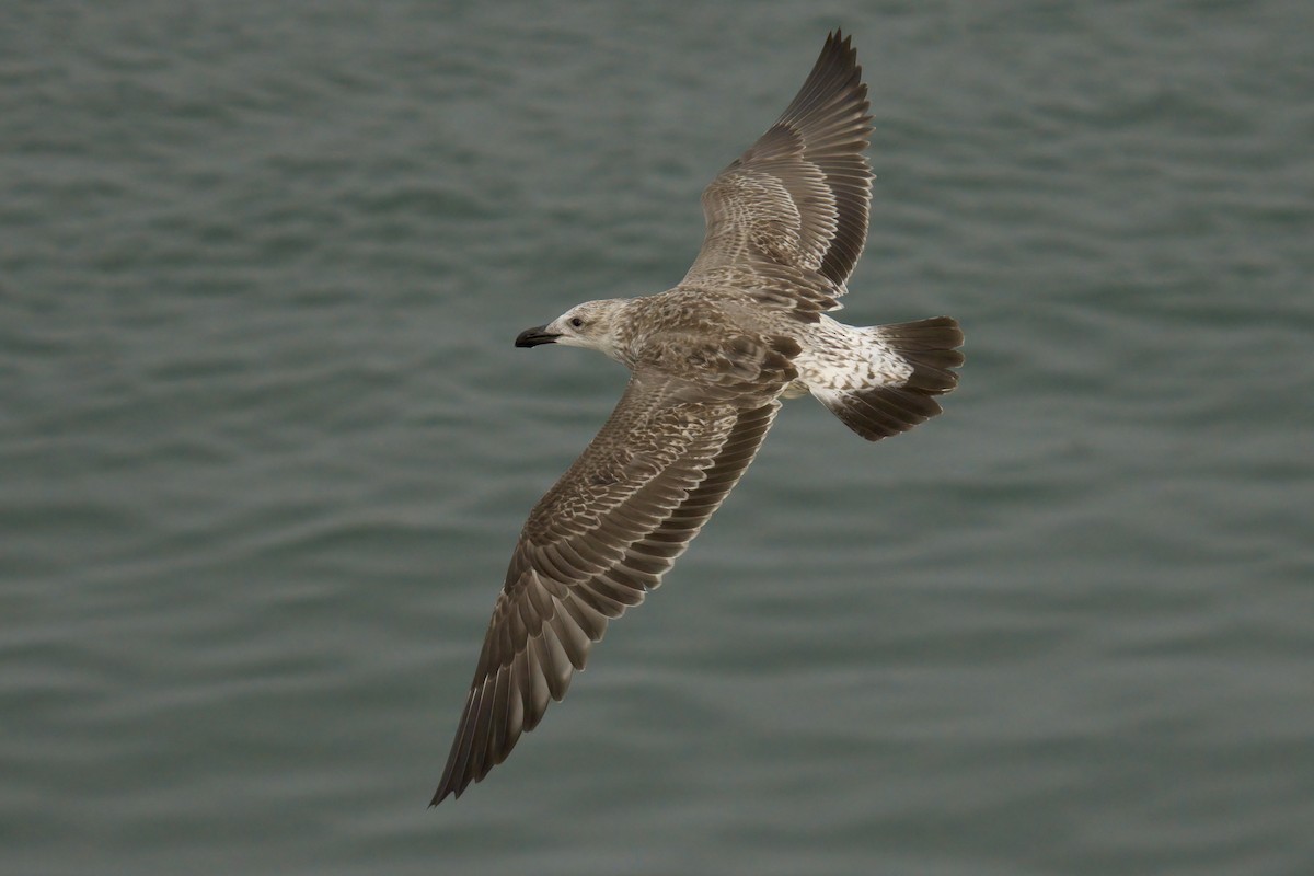 Kelp Gull - ML622633569