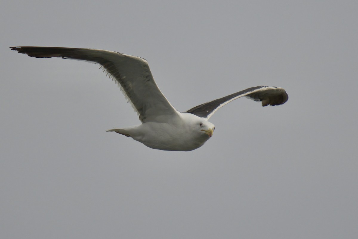 Kelp Gull - ML622633570