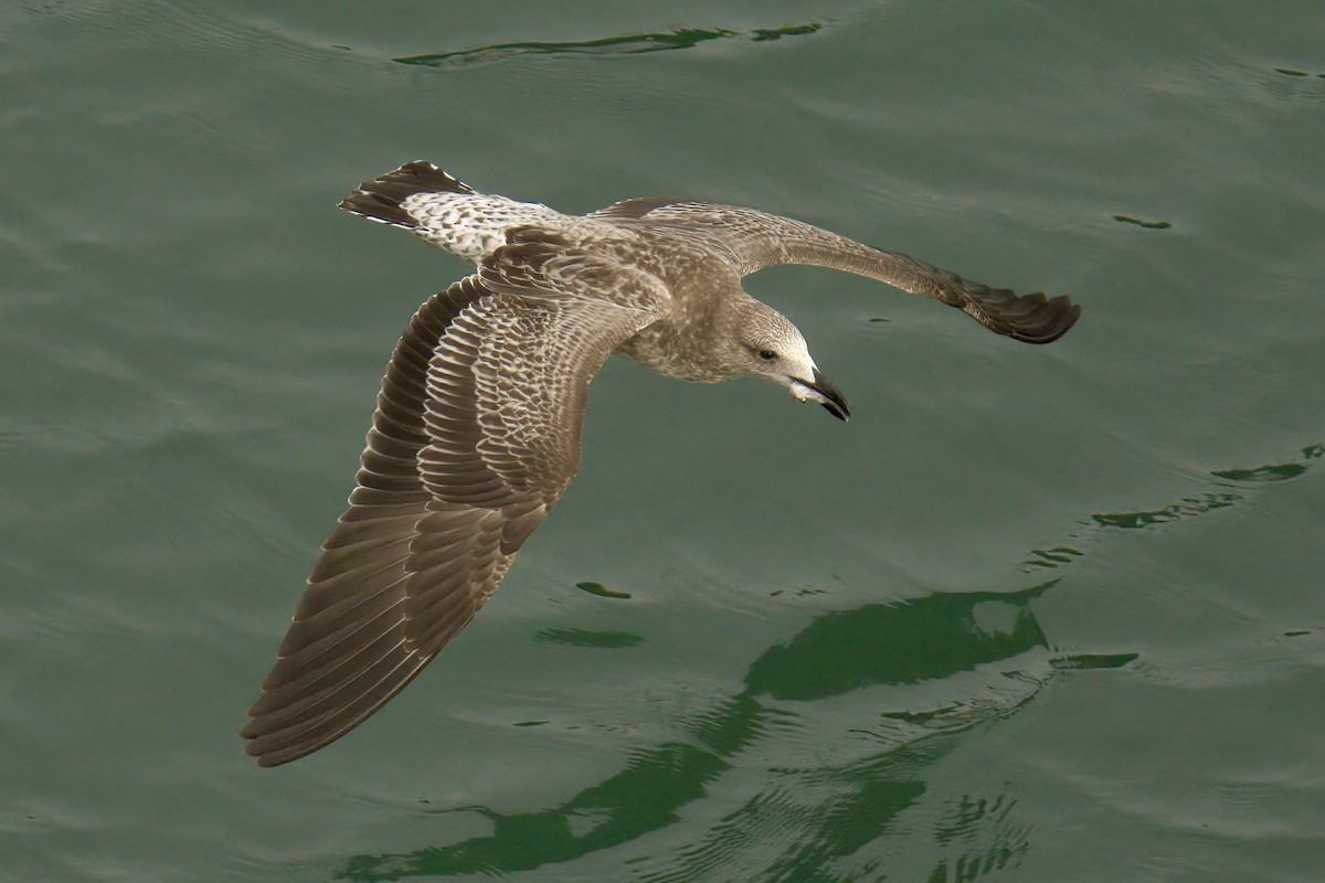 Kelp Gull - ML622633571