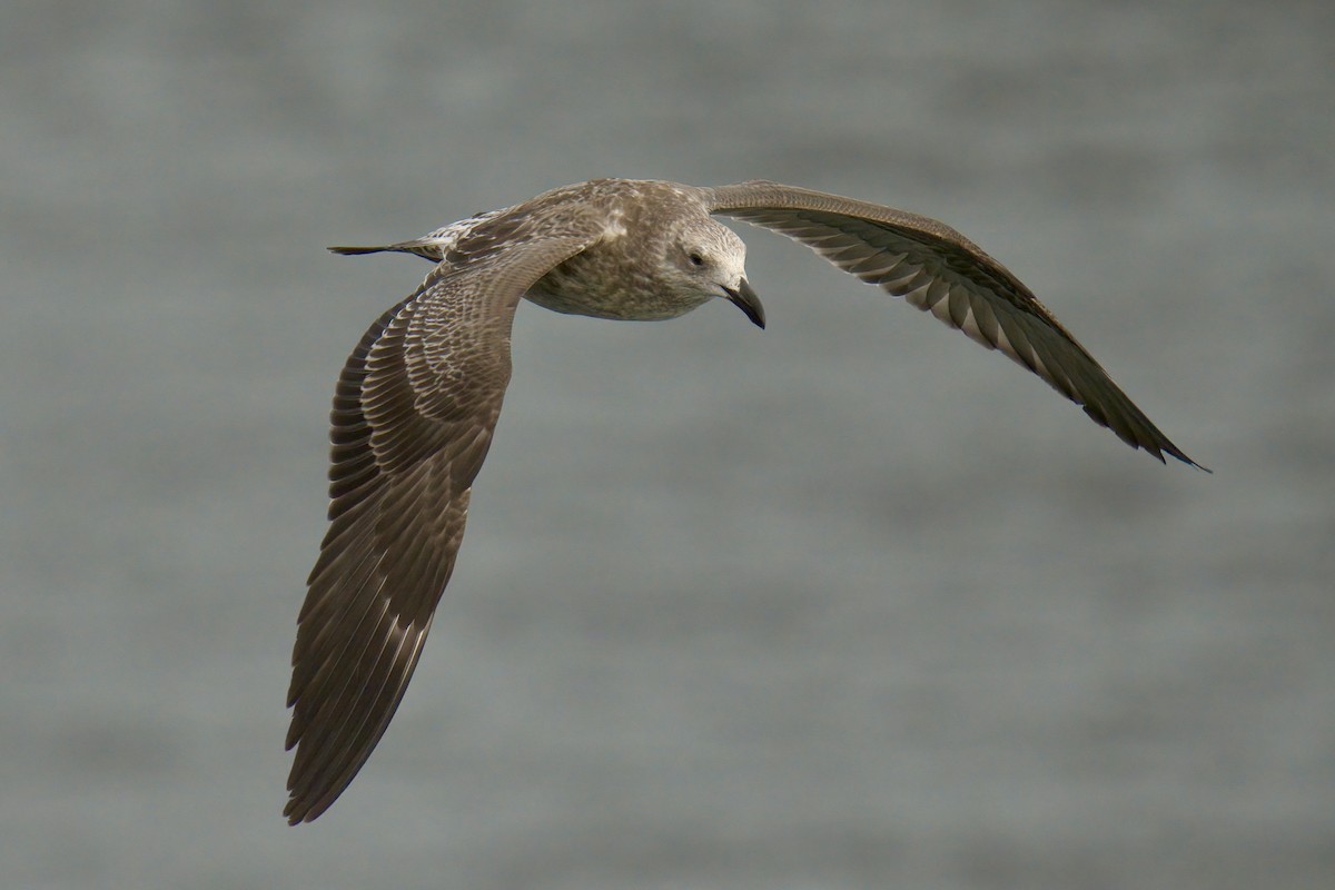 Kelp Gull - ML622633572