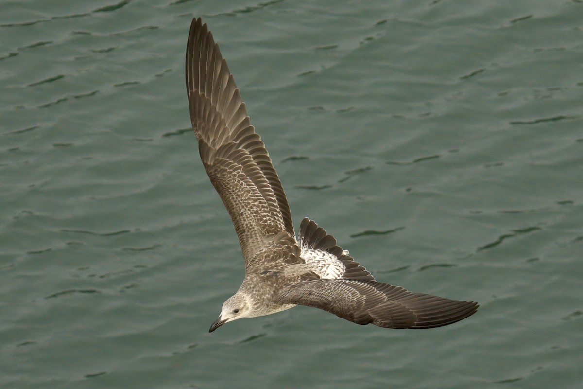 Kelp Gull - ML622633573