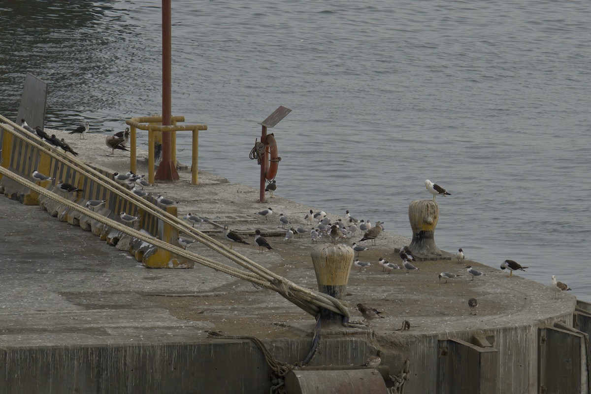 Kelp Gull - ML622633574