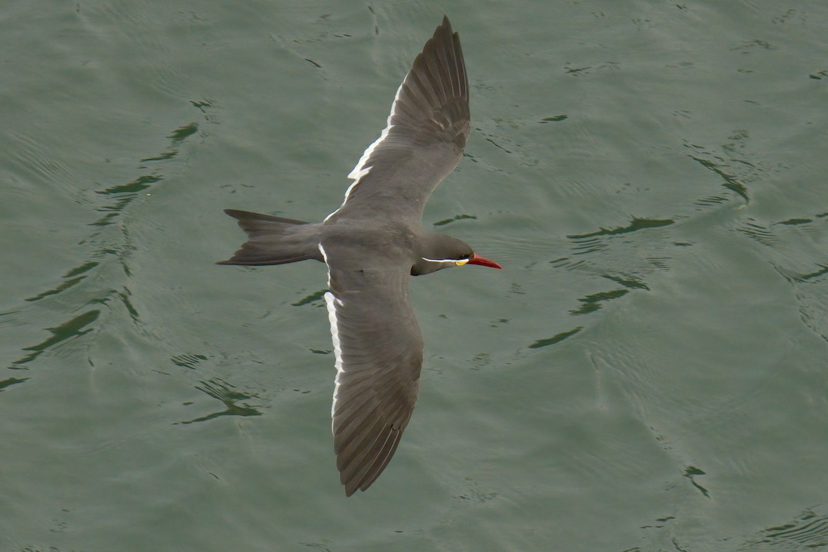 Inca Tern - ML622633581