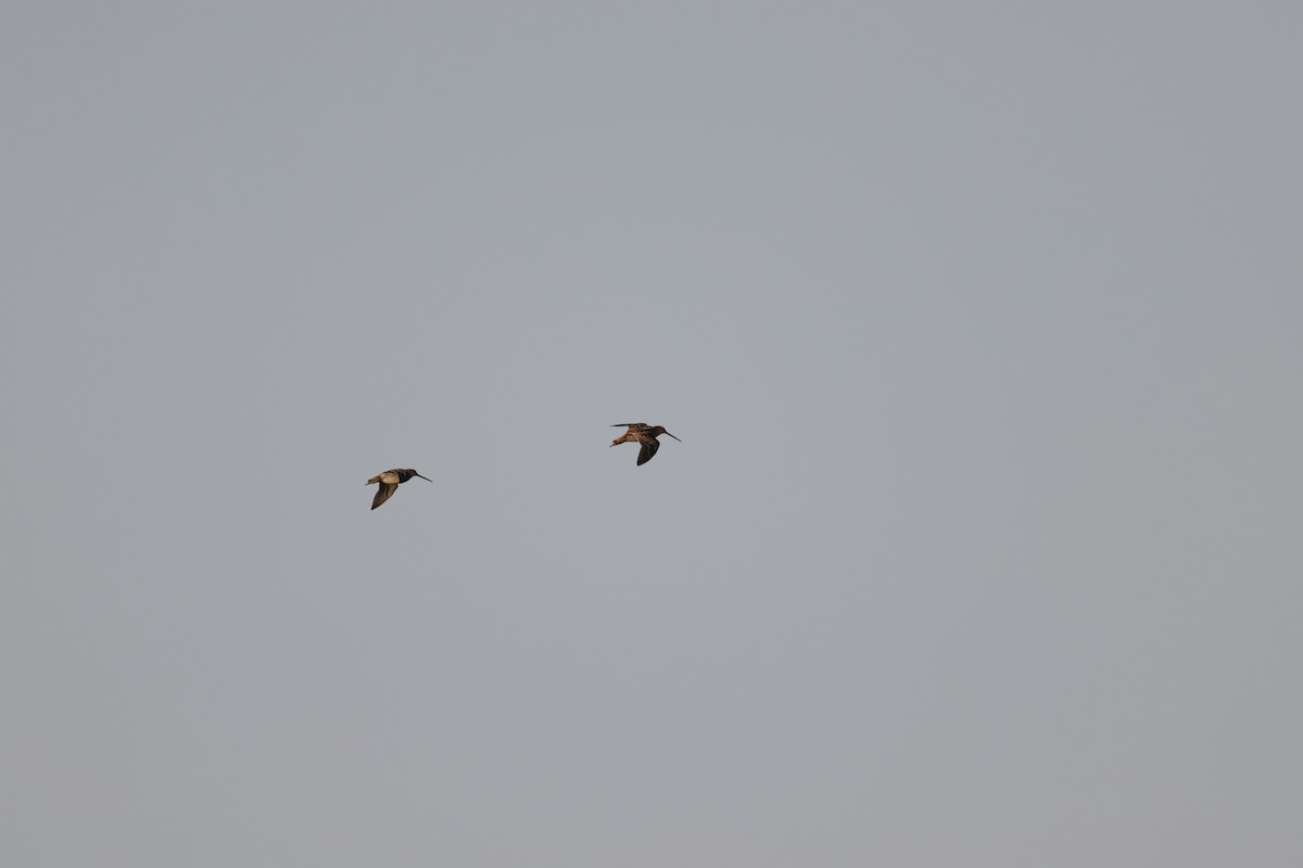 Wilson's Snipe - ML622633599