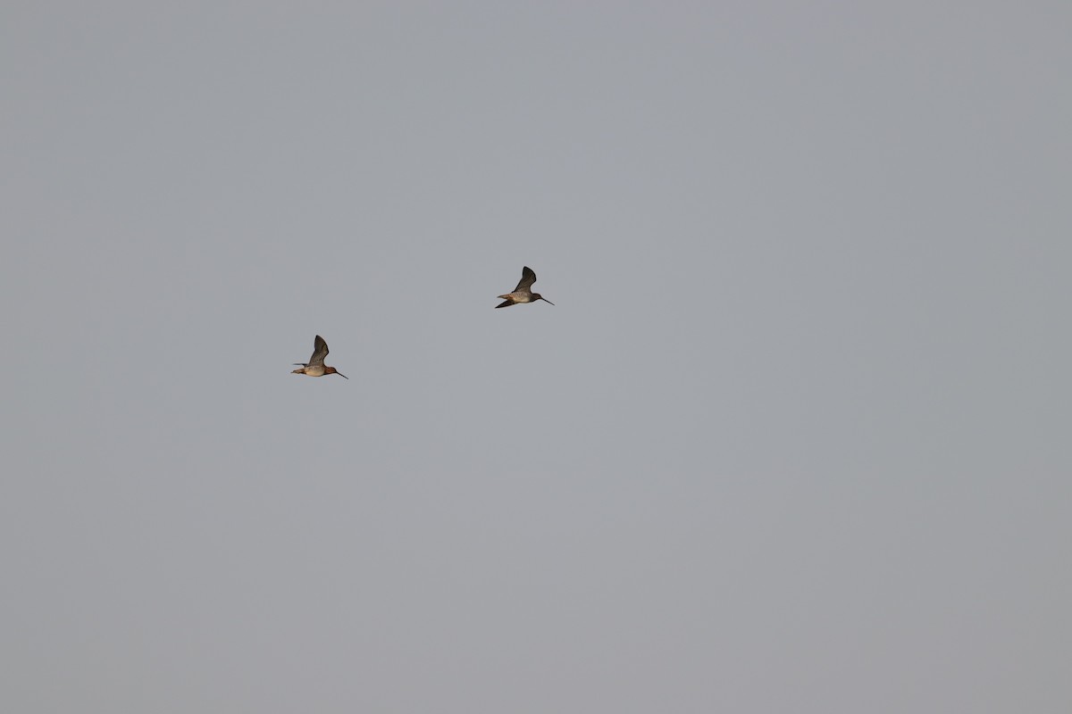 Wilson's Snipe - ML622633600