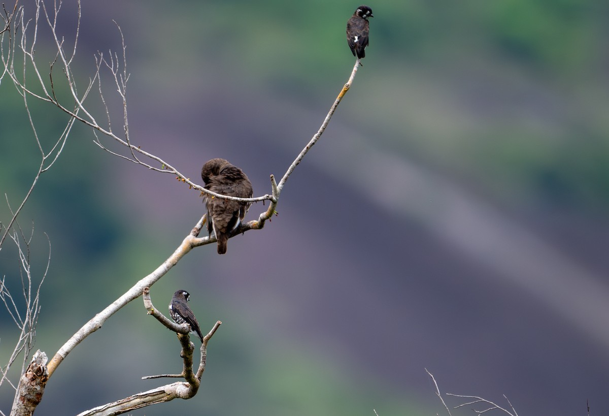 White-browed Purpletuft - ML622633657