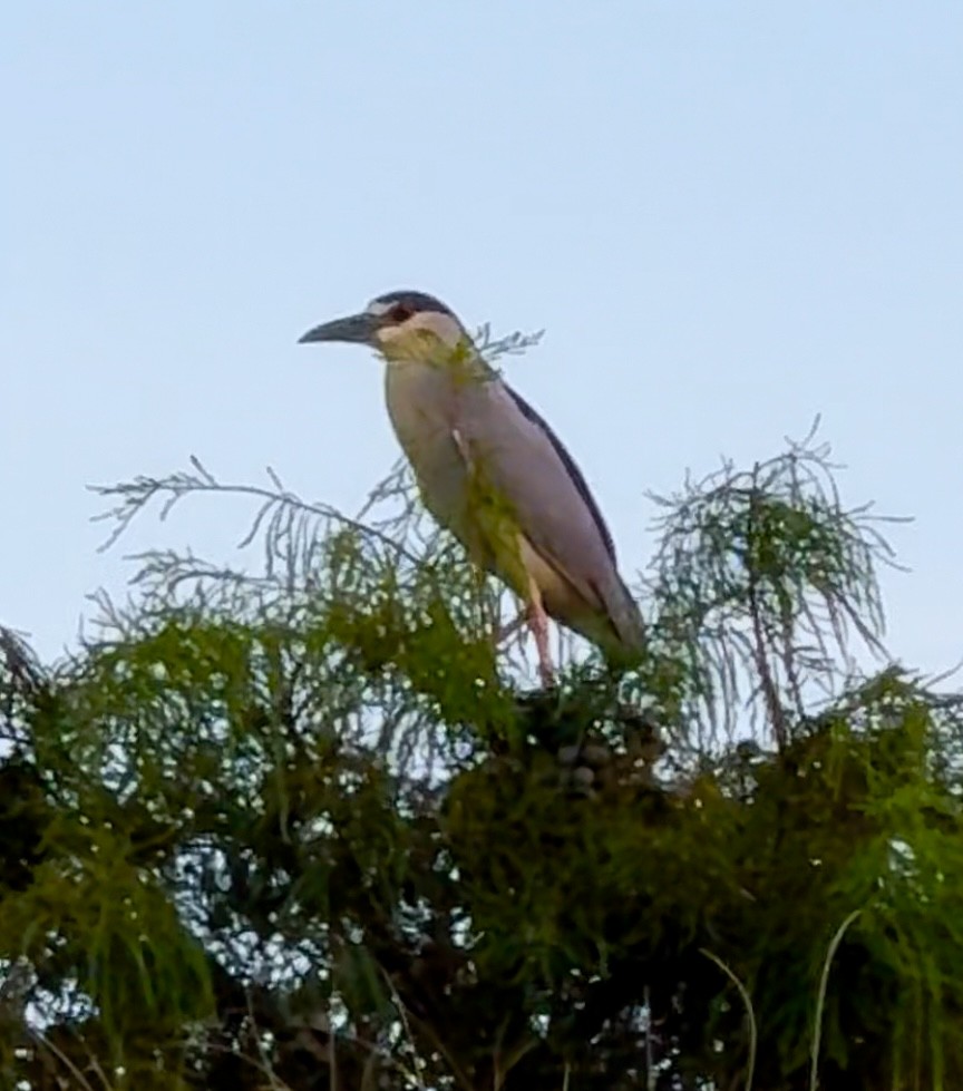 Martinete Común - ML622633670