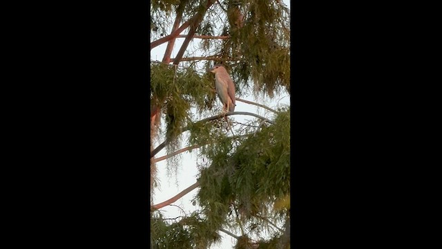 Black-crowned Night Heron - ML622633672