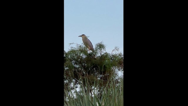 Black-crowned Night Heron - ML622633674