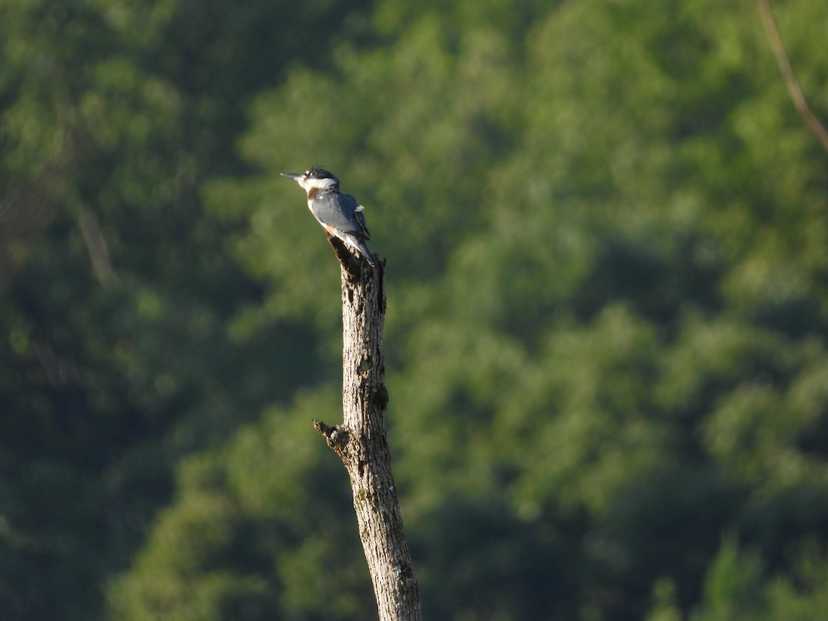 Belted Kingfisher - ML622633675