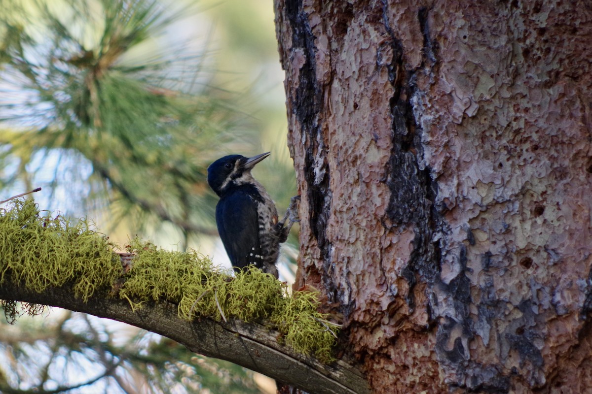 Black-backed Woodpecker - ML622633690