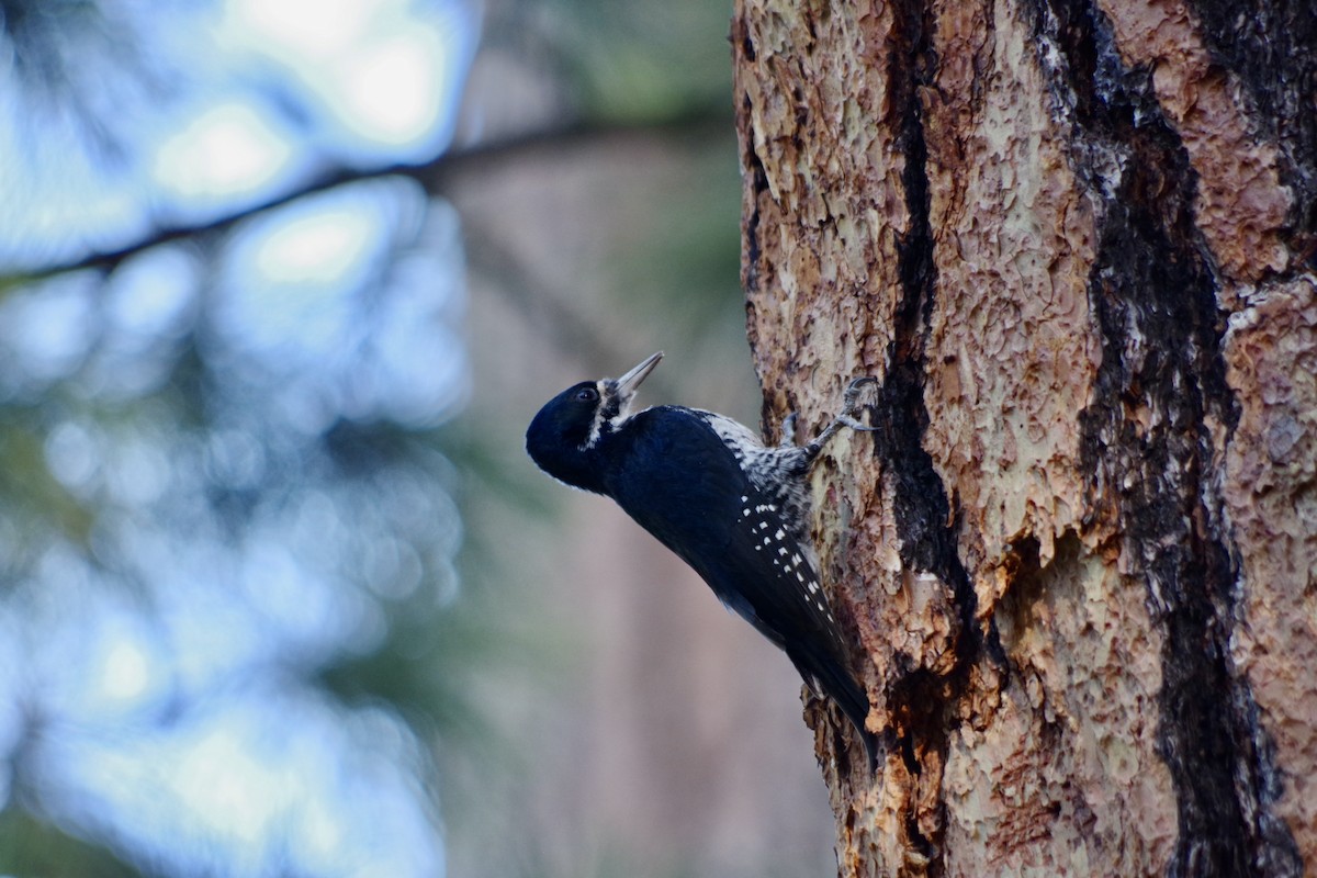 Black-backed Woodpecker - ML622633692