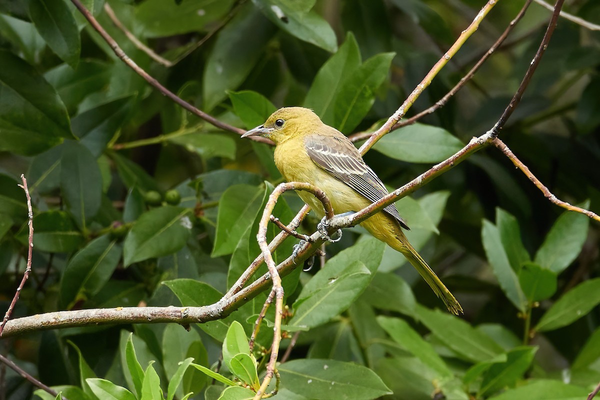 Hooded Oriole - ML622633744