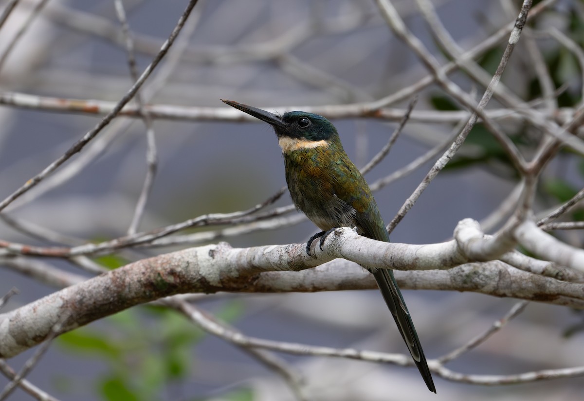 Bronzy Jacamar - Herb Elliott