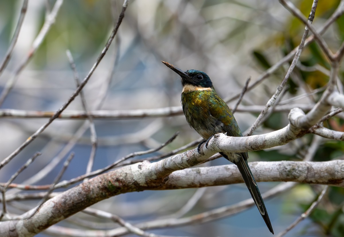 Bronzy Jacamar - ML622633763