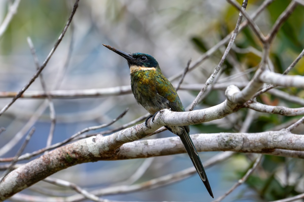 Bronzy Jacamar - ML622633764