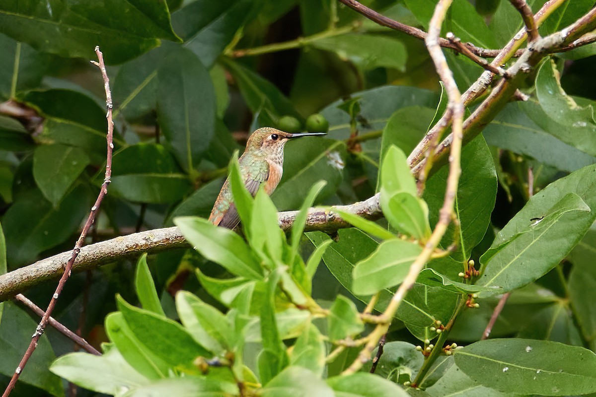 Rufous/Allen's Hummingbird - ML622633768